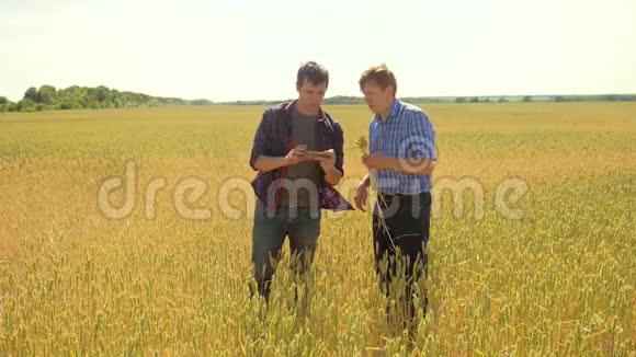 老两个农民正在探索你的智能手机人麦田夏在田麦面包慢动作视频的预览图