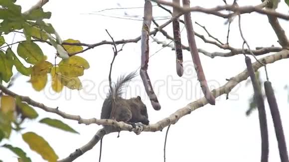 松鼠在树上吃种子视频的预览图