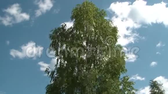 白桦树在天空中摇曳视频的预览图
