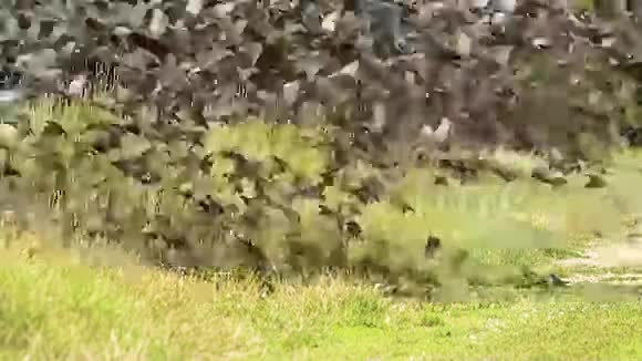 鸟群从地上飞视频的预览图