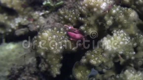 螃蟹蒙面在海底寻找食物在菲律宾海洋视频的预览图