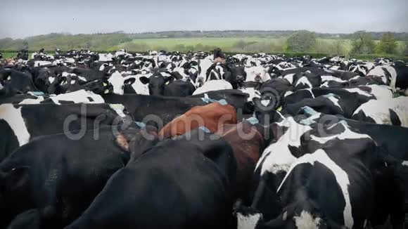 奶牛紧密地聚集在野外视频的预览图