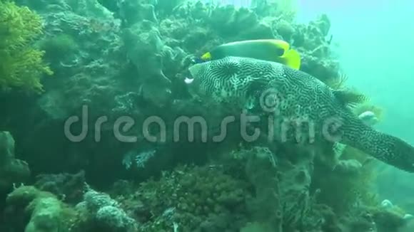 巴厘岛附近海洋深处漂浮的盒状鱼视频的预览图