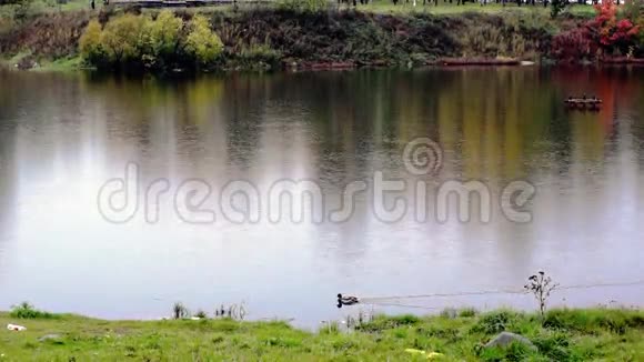 在秋天的河上一排鸭子在下雨视频的预览图