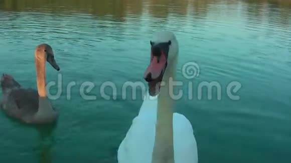 湖上的天鹅视频的预览图