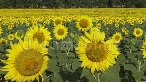 一片盛开的向日葵的田野常见的向日葵海莲花布尔格勒斯基地区视频的预览图