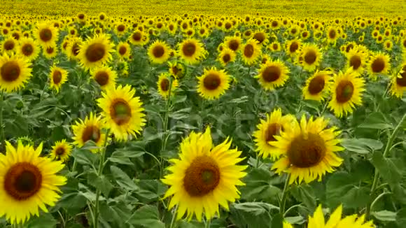 一片盛开的向日葵的田野常见的向日葵海莲花敖德萨地区博格勒斯基区视频的预览图