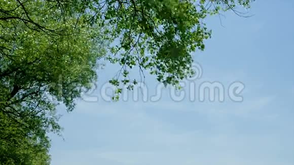 大自然中一棵树在蓝天上的叶子视频的预览图
