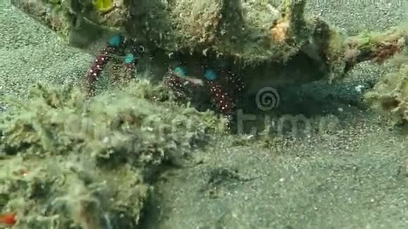 印度尼西亚巴厘岛热带水域的隐蟹视频的预览图
