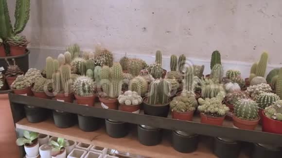 仙人掌和肉质植物商店视频的预览图
