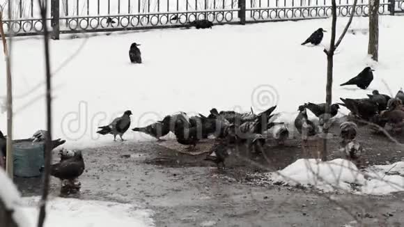 鸽子在冬天觅食鸟儿在冬天觅食雪地里的鸟视频的预览图