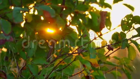 夕阳的光芒透过秋天的绿叶视频的预览图
