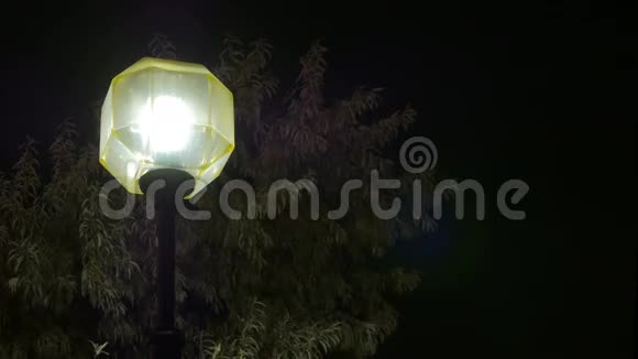 夜城树木背景上美丽的路灯视频的预览图