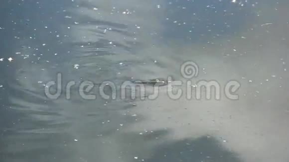 鱼在脏水上游泳环境问题视频的预览图