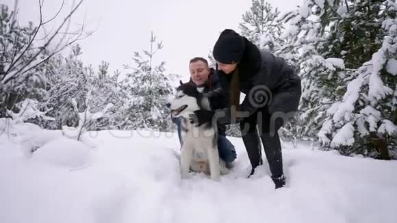 美丽的家庭一个男人和一个女孩在冬天的森林里和狗玩狗西伯利亚哈士奇视频的预览图