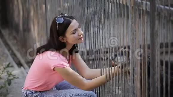 女孩在托儿所做狗的志愿者流浪狗收容所视频的预览图