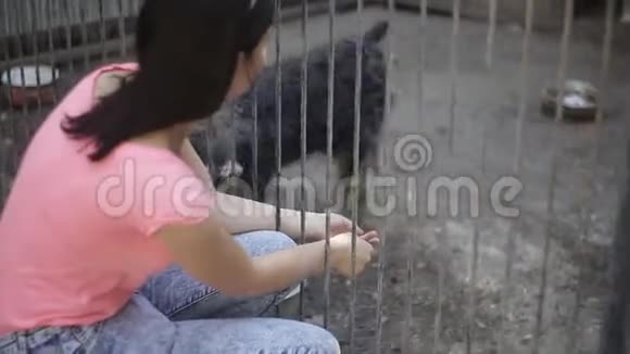 女孩在托儿所做狗的志愿者流浪狗收容所视频的预览图