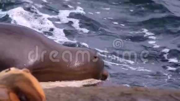 美丽的一天海狮在岩石上晒太阳因为海浪在它后面撞击视频的预览图