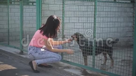 女孩在托儿所做狗的志愿者流浪狗收容所视频的预览图