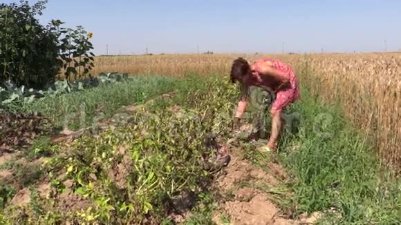 农妇收割用叉子挖天然土豆视频的预览图