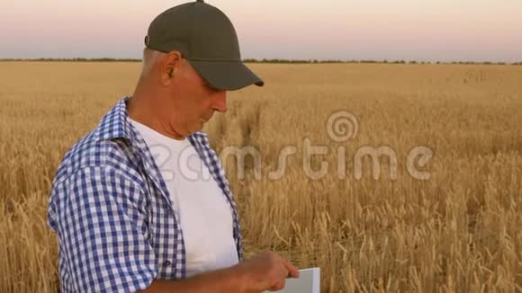 有平板电脑的商人评估谷物收成有平板电脑的农民在麦田工作收获谷物视频的预览图