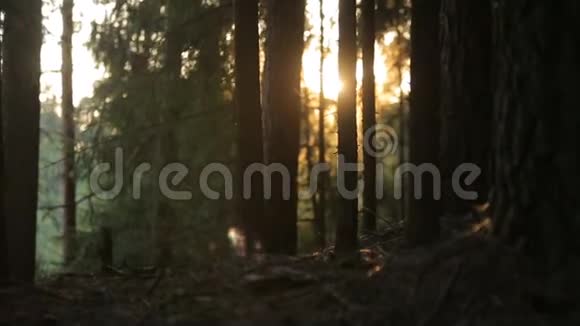 太阳在早晨的松林中反射视频的预览图