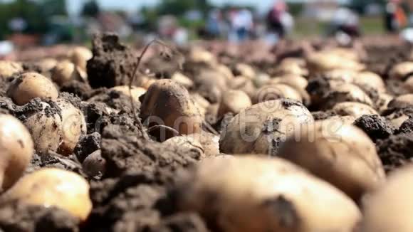 在田里种土豆视频的预览图
