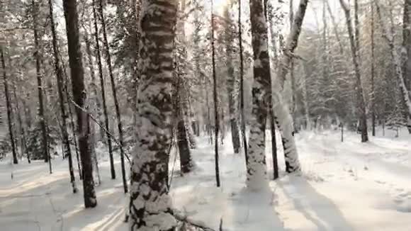 穿过森林迎接太阳视频的预览图