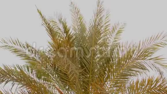 一缕阳光穿过棕榈叶棕榈顶着蓝天阳光普照棕榈叶的树冠上视频的预览图