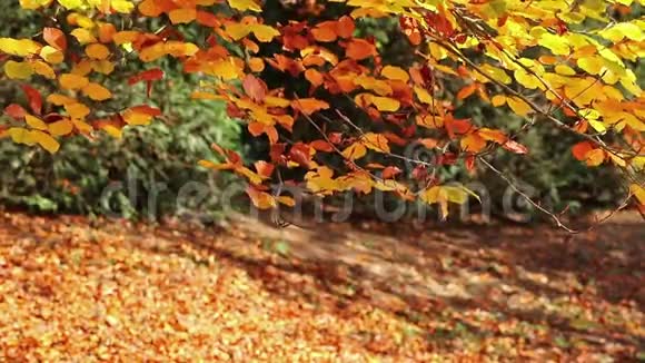 秋叶金黄色的榉树枝条视频的预览图