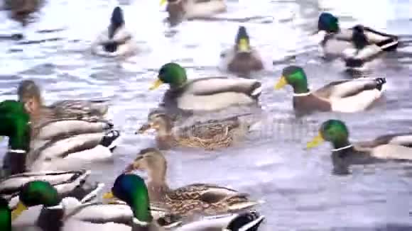 湖上有很多鸭子视频的预览图