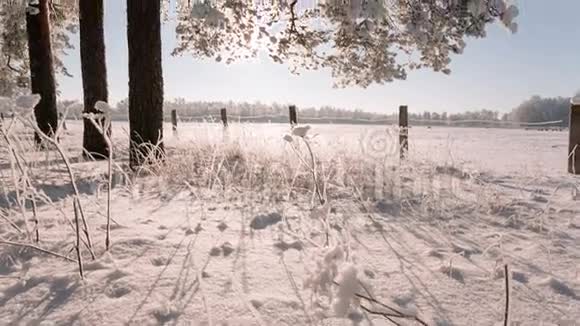 摄像机从下往上覆盖冬天的田野和树枝上有雪的树木视频的预览图