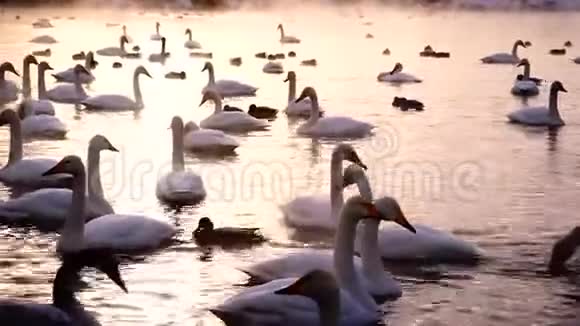 湖里有大量的天鹅视频的预览图