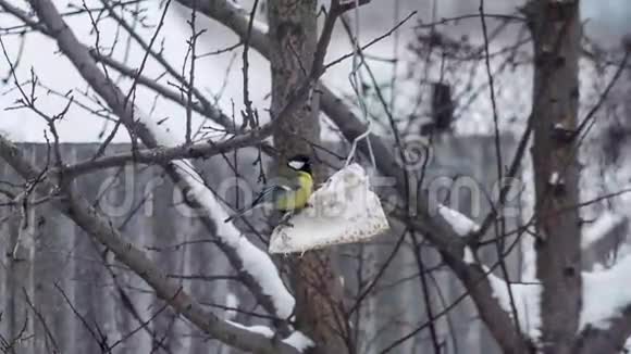 单身奶鼠在树上吃食物视频的预览图