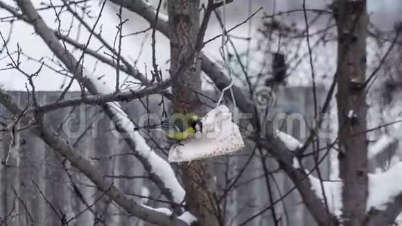 单身奶鼠在树上吃食物视频的预览图