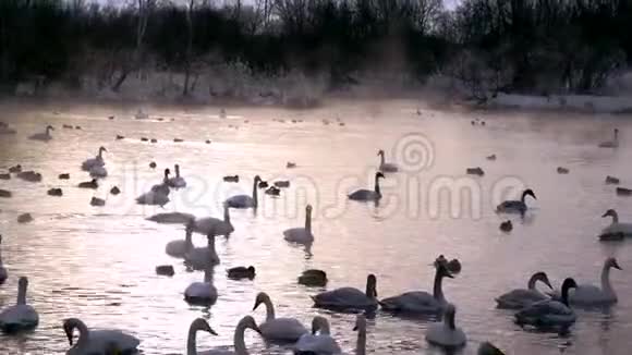 湖里有大量的天鹅视频的预览图
