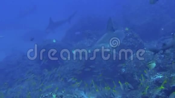 锤头鲨游在碧海中寻找食物视频的预览图