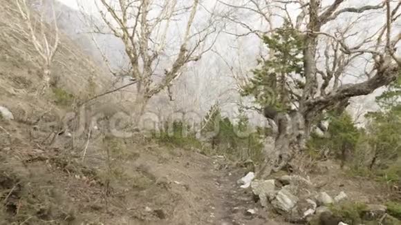 尼泊尔山区中神秘的森林视频的预览图