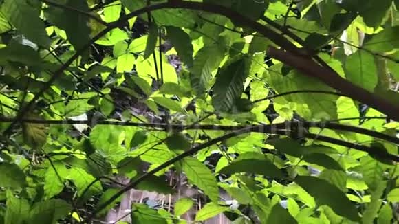 在无法通行的丛林中茂密的植物丛视频的预览图
