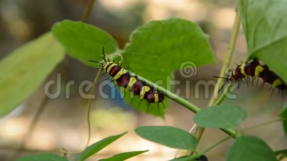 菜园蝴蝶豌豆枝上的毛虫爬食视频的预览图