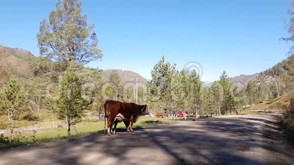 牛群在河边的草地上放牧夏季天气晴朗视频的预览图