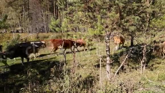 牛群在河边的草地上放牧夏季天气晴朗视频的预览图