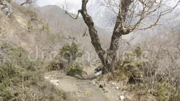 尼泊尔山区中神秘的森林视频的预览图