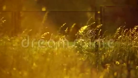 风中的花粉和树叶视频的预览图