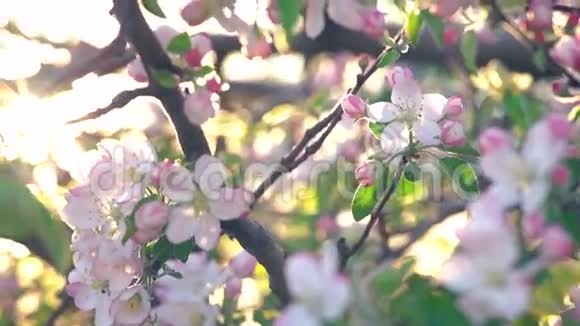 樱花被风吹走特写镜头视频的预览图