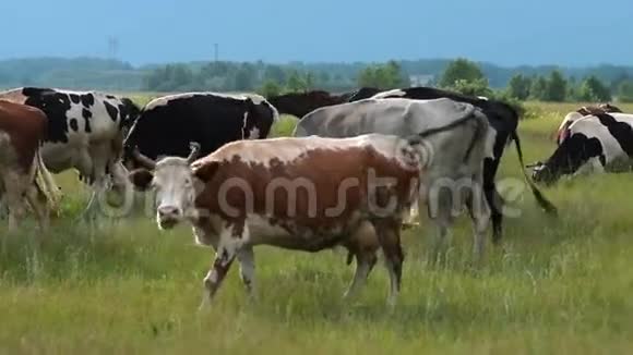 奶牛放在牧场上视频的预览图