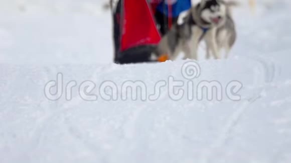 哈士奇狗和女子运动员在滑雪比赛中视频的预览图