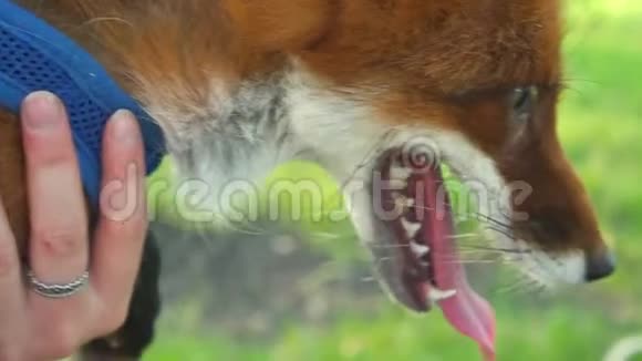 一只红狐狸的画像视频的预览图