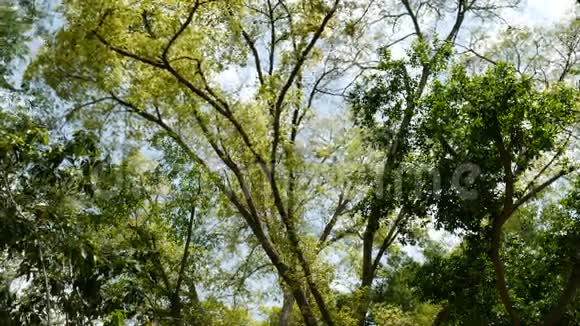 叶落成大树因为风带蓝天背景象征桃色完美自然视频的预览图