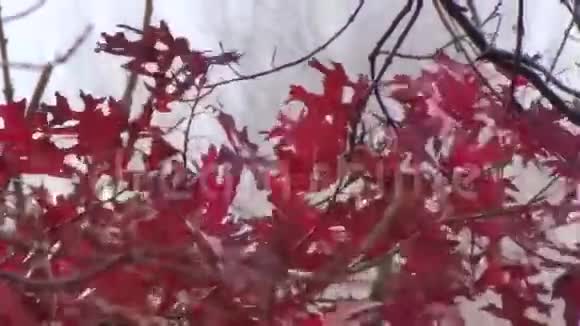 树叶风雪红绿视频的预览图